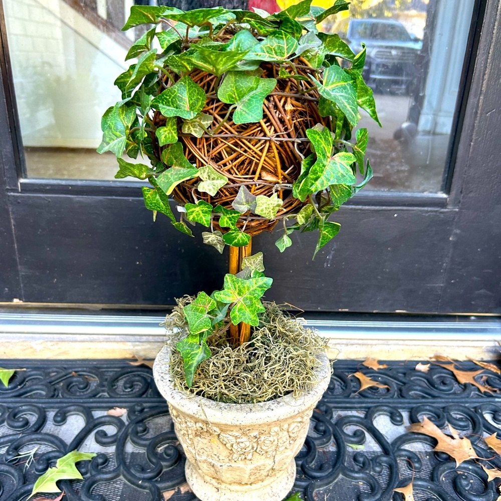 Ivy Topiary